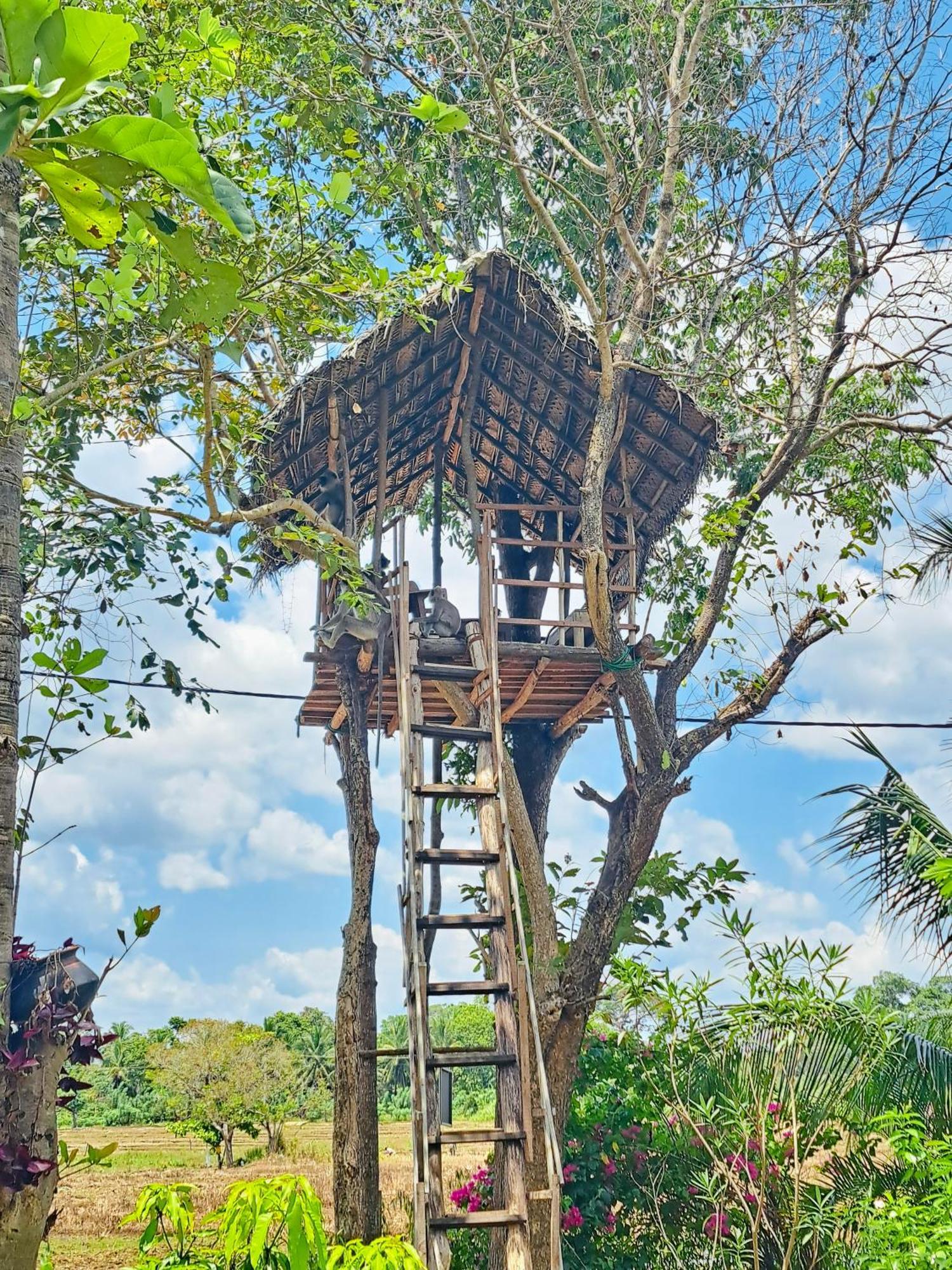 Lucky Villa シギリヤ エクステリア 写真